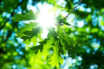 Sebastián Enrique Cornejo Guzmán